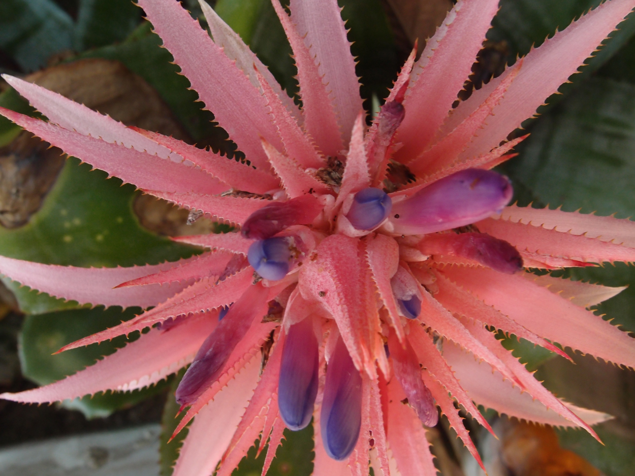 2016-02-18 Paulas Garten (Fotos)